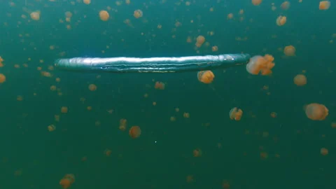 Ring bubble moves underwater in the lake full of jellyfish Stock Footage 311867679
