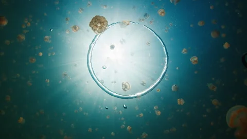 Ring bubble moves underwater in the lake full of jellyfish Stock Footage 311868230
