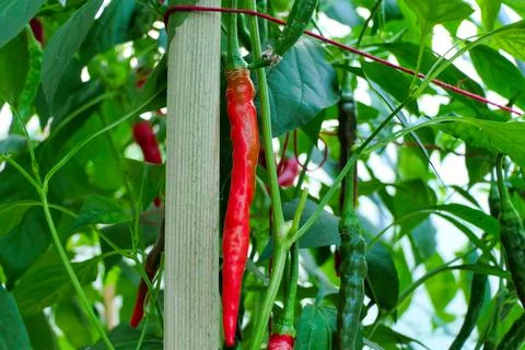 Ring of Fire Chillies. Stock Photos
