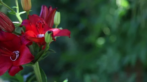 Ring in Flower Vídeos de archivo 7743900