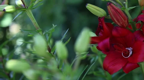 Ring in Flower Vídeos de archivo 7743903