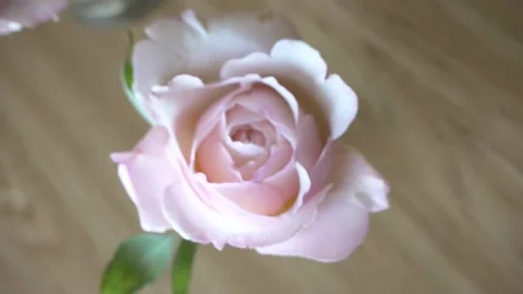 Ring On The Flower Stock Footage 138735240