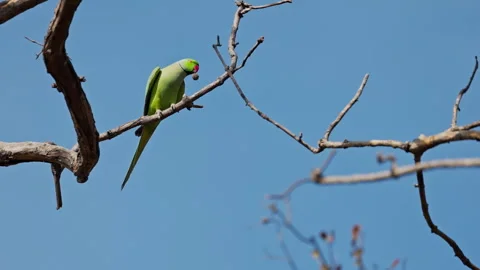 Ring neck parakeet sitting on the tree branch, India. 動画素材 304875293