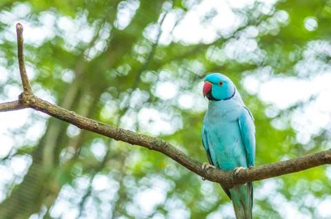 Ring neck parrot Stock Photos