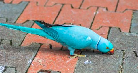 Ring neck parrot Stock Photos