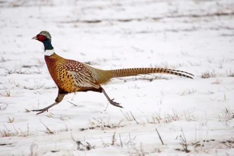 Ring Neck Pheasant Stock Photos