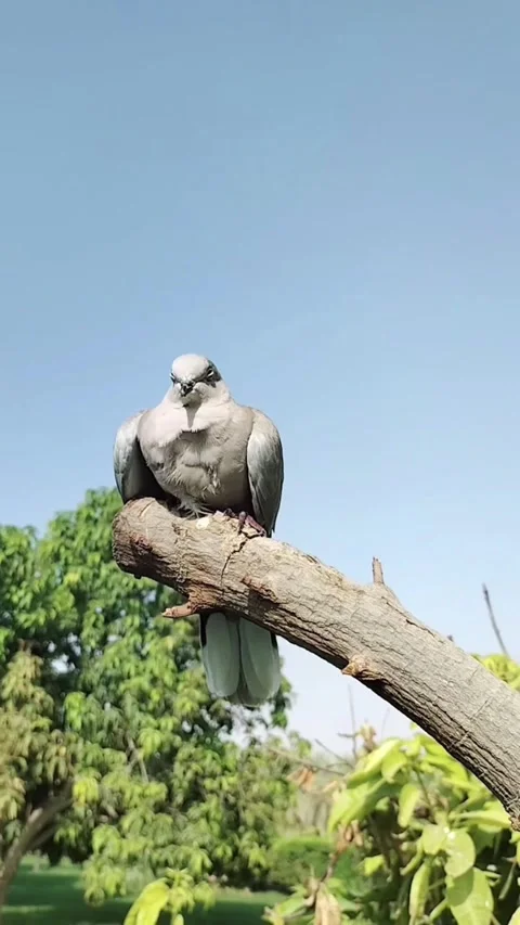 Ring necked dove Stock-Footage 244295770