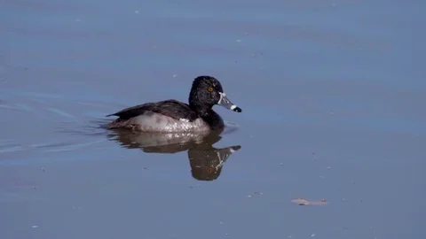 Ring Necked Duck Diving in Slow Motion Stock Footage 84143420