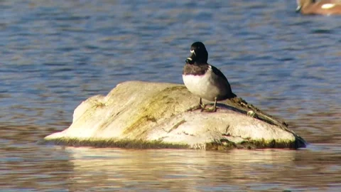 Ring-necked Duck Pair in a City Park Pond Stock Footage 238785422