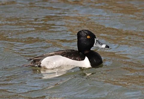 Ring-necked duck Stock Photos