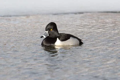 Ring-necked duck Stock Photos