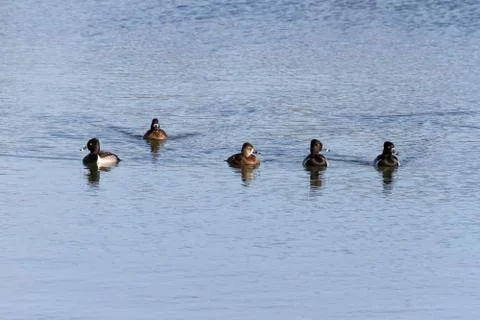 Ring necked Duck Stock Photos