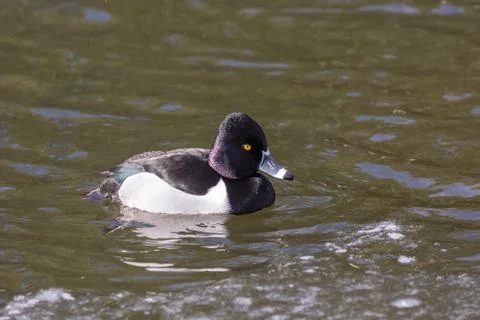 Ring necked duck Stock Photos