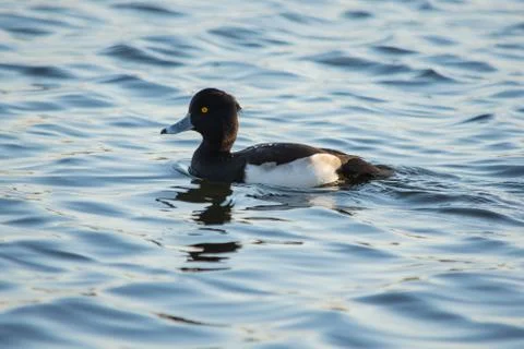 Ring Necked Duck Stock Photos