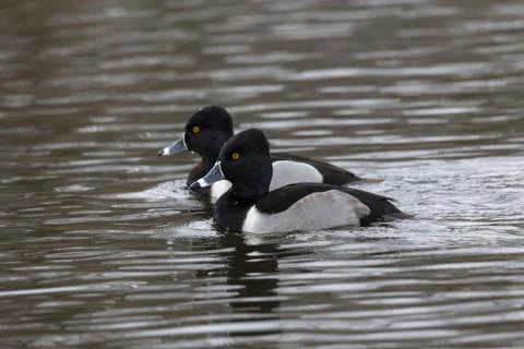 Ring necked duck Stock Photos