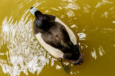 Ring-necked duck  in spring. Black &amp; white duck visits northern lakes and p.. Stock Photos