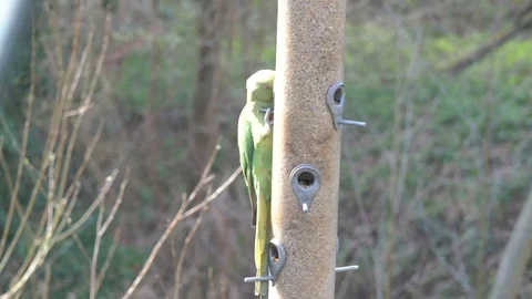 Ring necked parakeet on a bird feeder 스톡 동영상 105132630