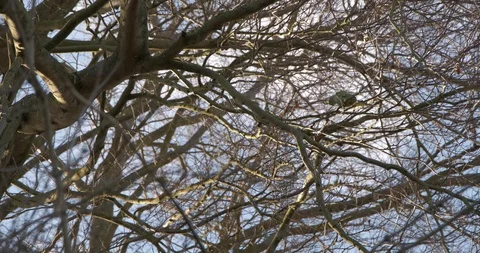 Ring-Necked Parakeet Bird Singing In Tree Kenilworth Warwickshire 库存影片 127827277
