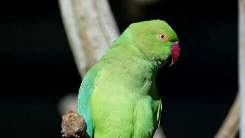 Ring Necked Parakeet On A Branch Stock Footage 78044889