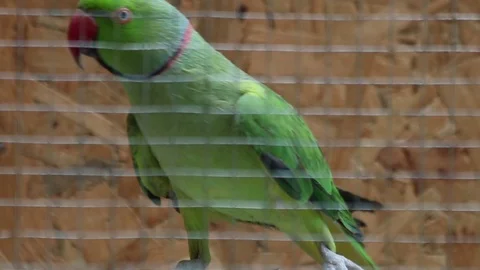 Ring Necked Parakeet On A Branch 스톡 동영상 89466503