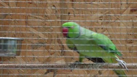 Ring Necked Parakeet On A Branch Stock Footage 89520643