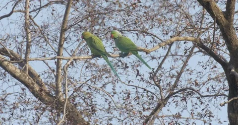 Ring necked parakeet courtship Video stock 75560615
