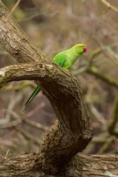 Ring Necked Parakeet on Curved Tree Branch in Richmond Park Stock Photos