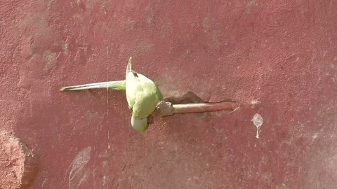 Ring necked parakeet drinkig Video stock 74503802