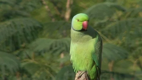 Ring-Necked Parakeet in Dubai Stock Footage 90468671
