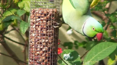 Ring-Necked Parakeet in Dubai Stock Footage 90477193
