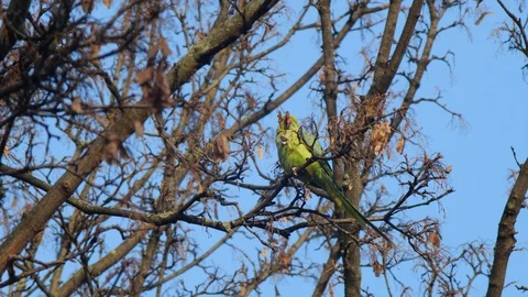 Ring-necked parakeet eating from a tree in fall 库存影片 116396195