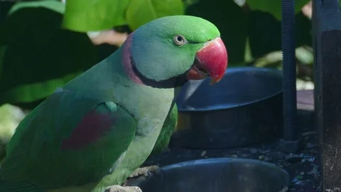 Ring Necked Parakeet Feeding On Seed 스톡 동영상 78045547