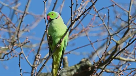 Ring necked parakeet 스톡 동영상 236941852