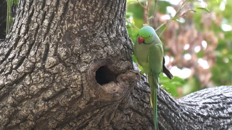 Ring-necked parakeet at its nest hole in a tree at agra- 4K 60p Stock Footage 130236560