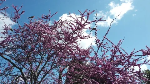 Ring-necked parakeet parrots eating  the pink flowers of the Judas Video stock 106077181
