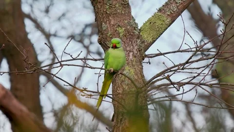 Ring Necked Parakeet Perched on a Branch 库存影片 328035640