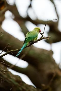 Ring Necked Parakeet Perched on Branch in Richmond Park Stock Photos