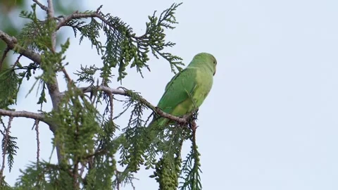 Ring-necked Parakeet Perched On A Tree Against Clear Sky. low angle, 库存影片 200814951