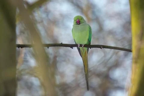 Ring-necked Parakeet Stock Photos