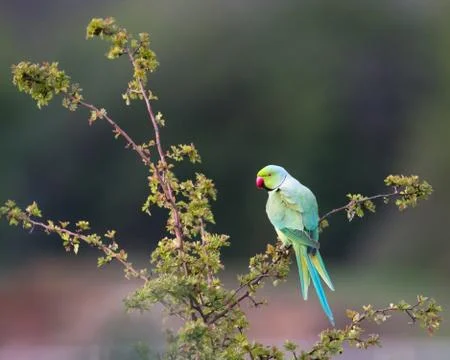 Ring-necked parakeet Stock Photos