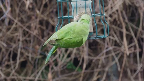 Ring Necked Parakeet , Rose-ringed parakeet (Psittacula krameri) on a Birdfeeder Stock Footage 100990194