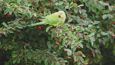 Ring Necked Parakeet , Rose-ringed parakeet (Psittacula krameri) in Rowan Tree 스톡 동영상 101060560