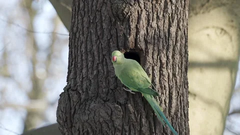 Ring Necked Parakeet , Rose-ringed parakeet (Psittacula krameri) 库存影片 150177578