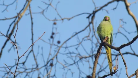 Ring-necked parakeet sitting on a branch in the Fall Stock Footage 116392291