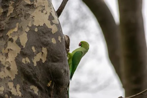 Ring-necked parakeets breeding in a breeding burrow in a tree Foto stock