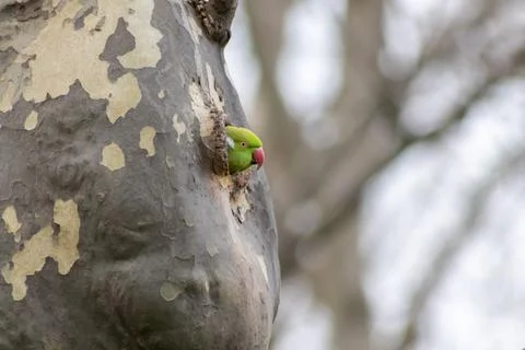 Ring-necked parakeets breeding in a breeding burrow in a tree Foto stock