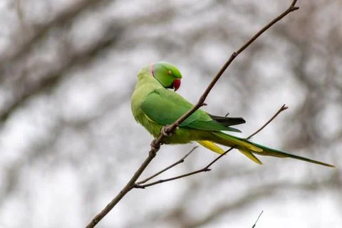 Ring-necked parakeets breeding in a breeding burrow in a tree Foto stock
