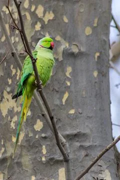 Ring-necked parakeets breeding in a breeding burrow in a tree Foto stock