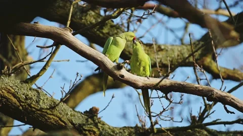 Ring Necked Parakeets Couple, a Pair of Two Exotic Tropical Birds Mating 스톡 동영상 202265704