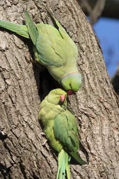 Ring Necked parakeets preparing to mate Stock Photos